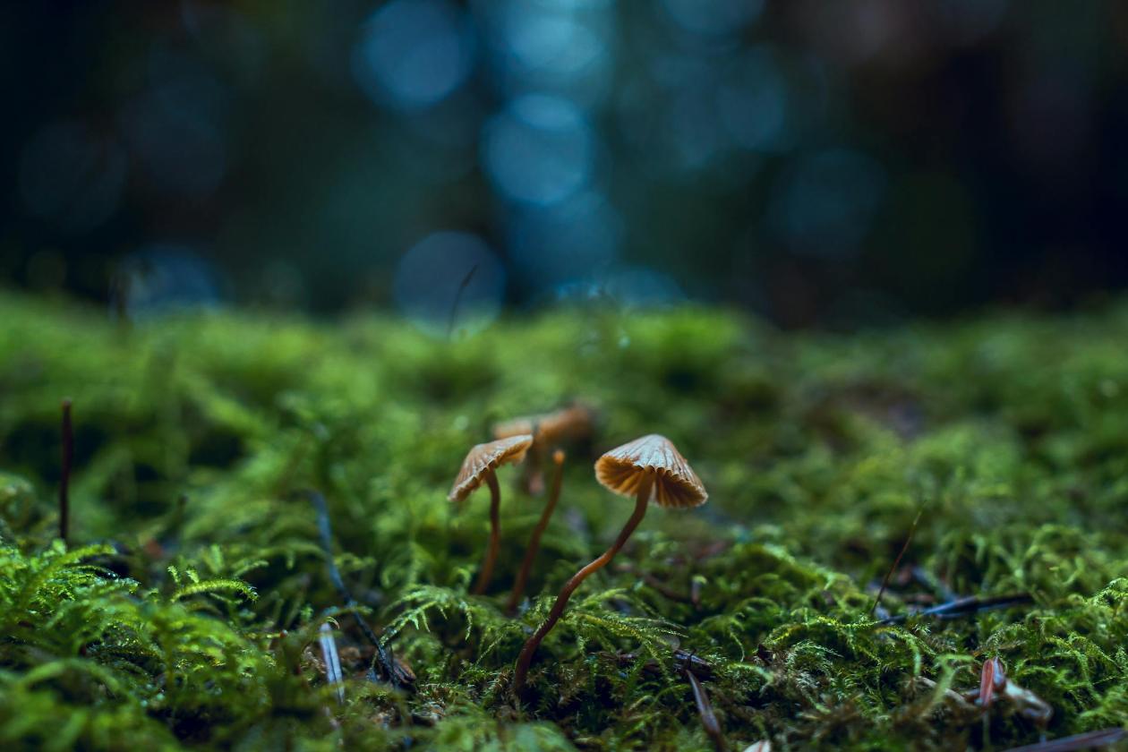 Pilz im Waldboden