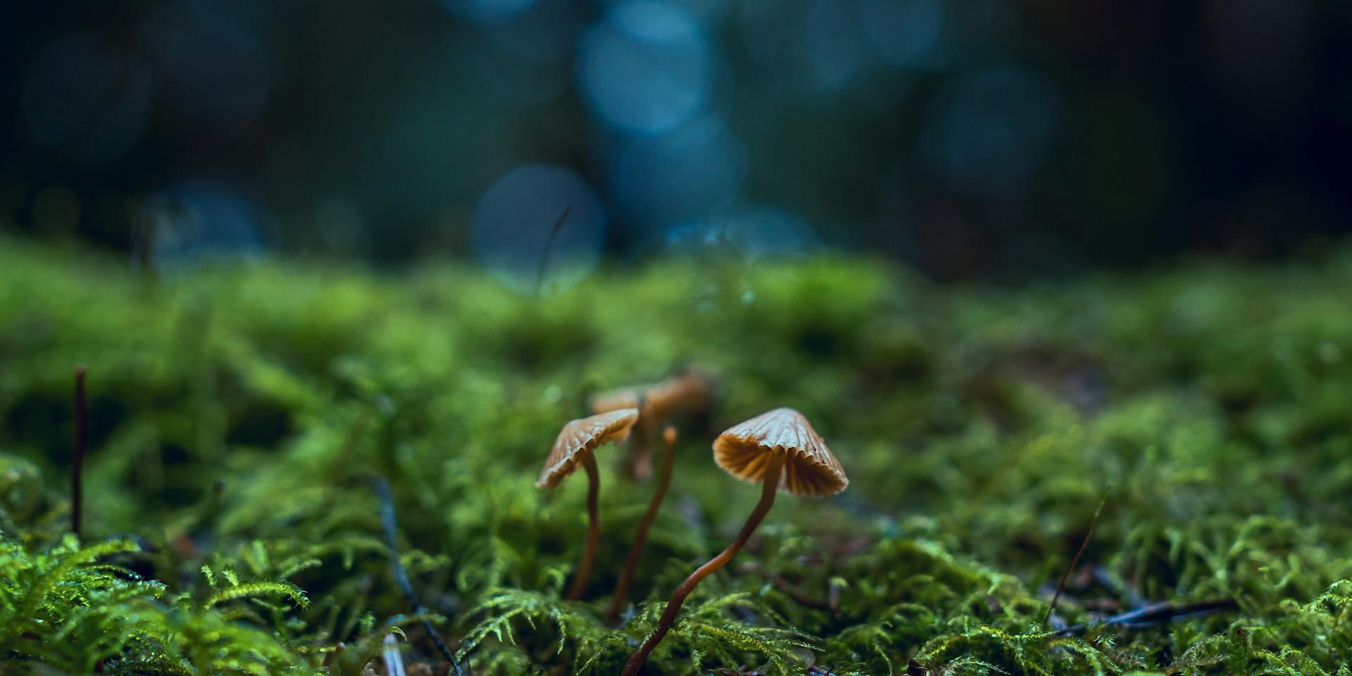 Pilz im Waldboden