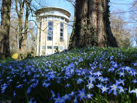 Blühende Sternhyazinthen am Drehturm Belvedere