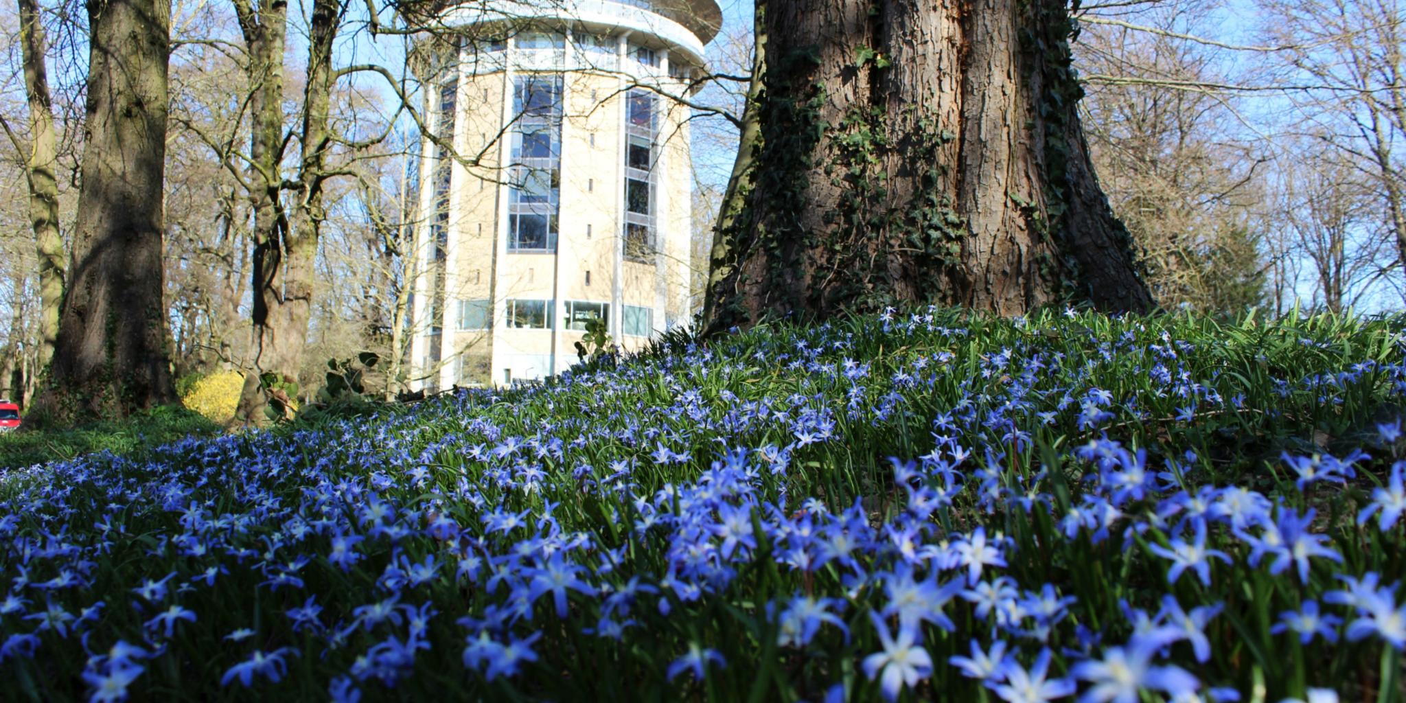 Blühende Sternhyazinthen am Drehturm Belvedere