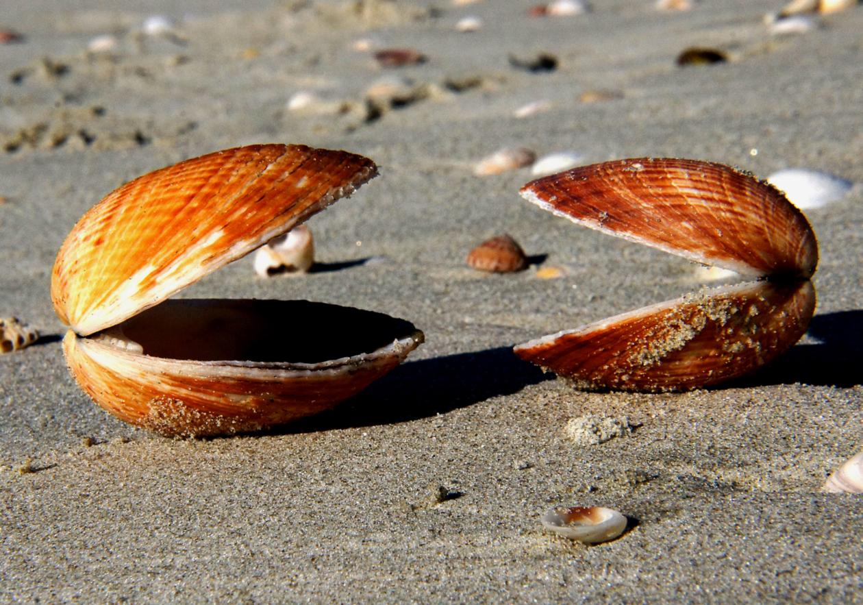 Zwei geöffnete Muscheln am Strand gegenüber erwecken den Eindruck eines Gesprächs.