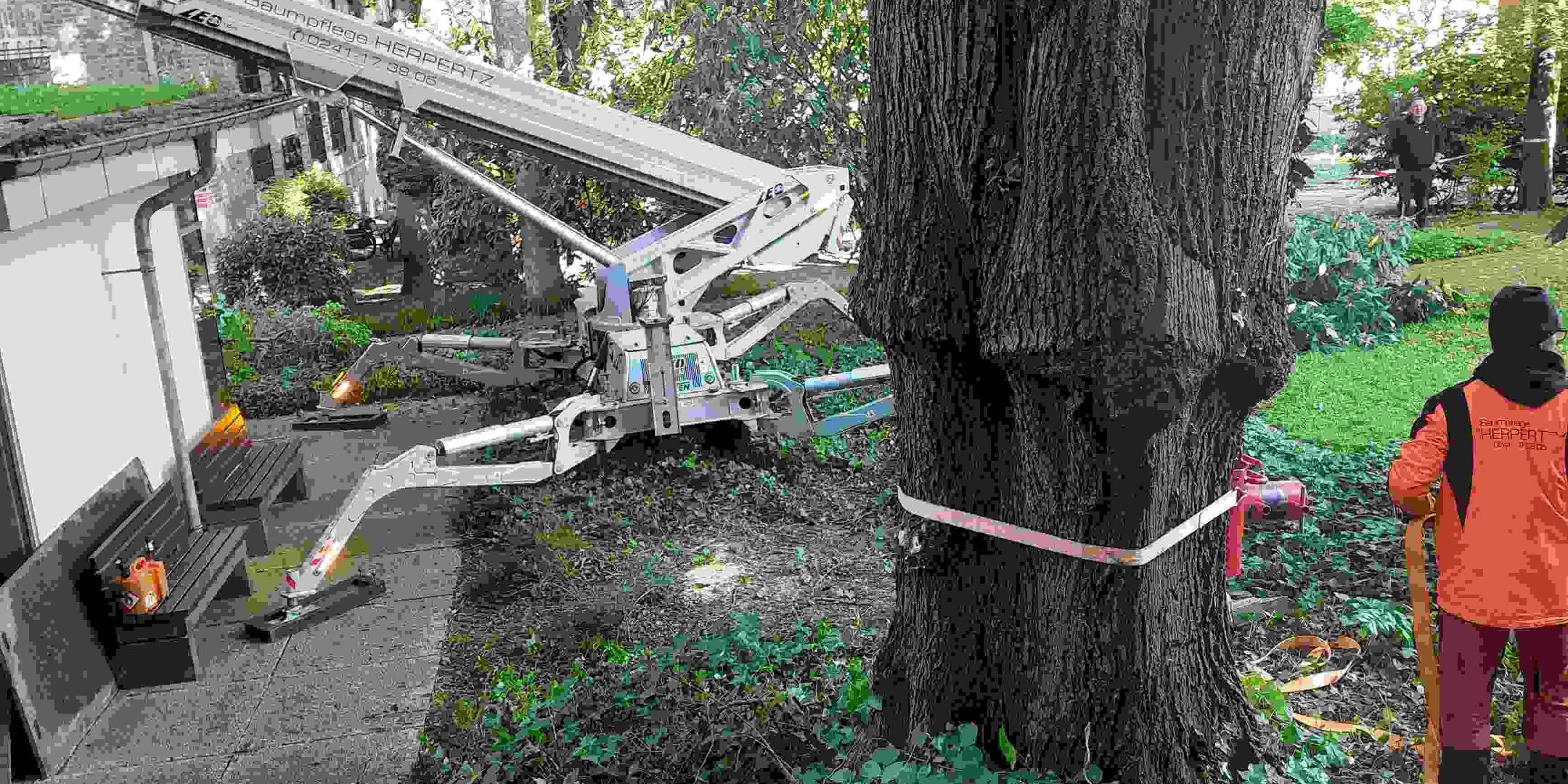 Der Stamm eines Baumes, der zur Fällung vorgesehen ist, mit einem Gurt gesichert, rechts im Bild ein Mitarbeiter der Baumpflegefirma, links ein Gartenbagger.