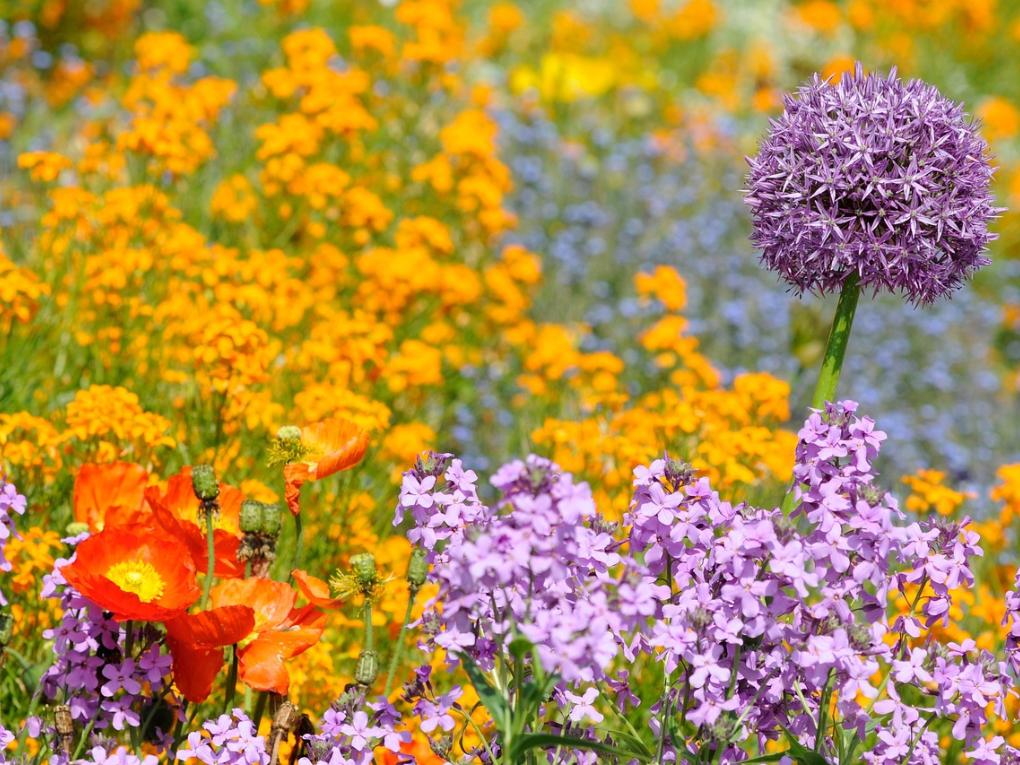 Verschiedene blühende Blumen in einem Beet.