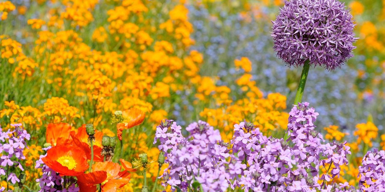 Verschiedene blühende Blumen in einem Beet.